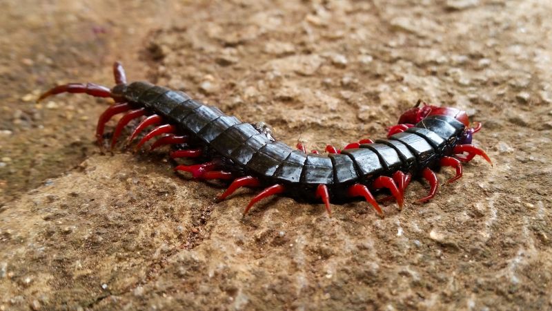 Centipede Removal
