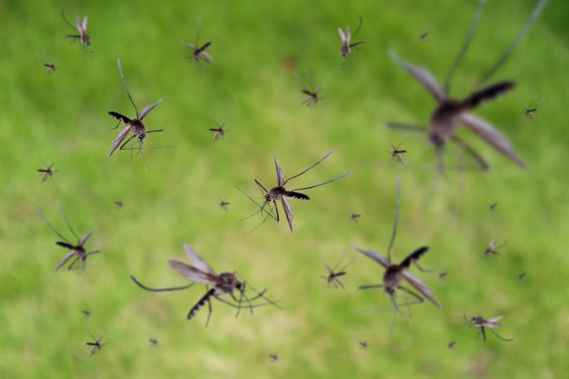 Common Fly And Mosquito Problems Around Homes