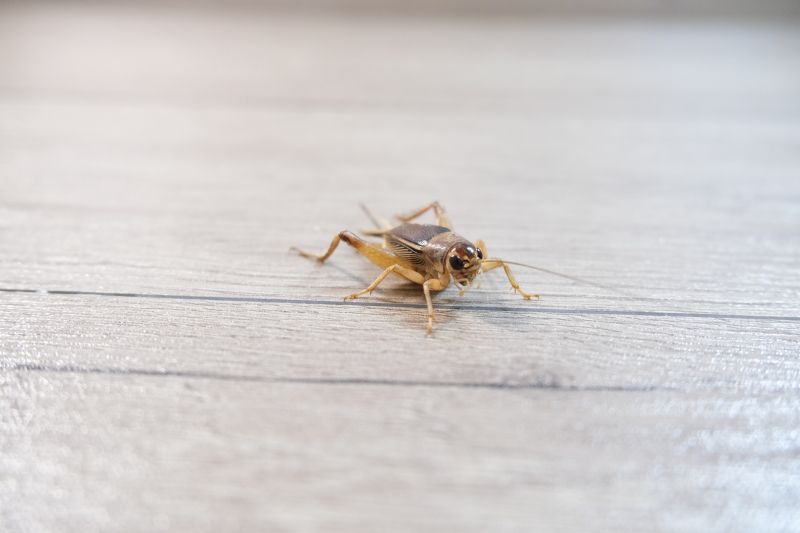 Cricket Control Service in Katy, TX
