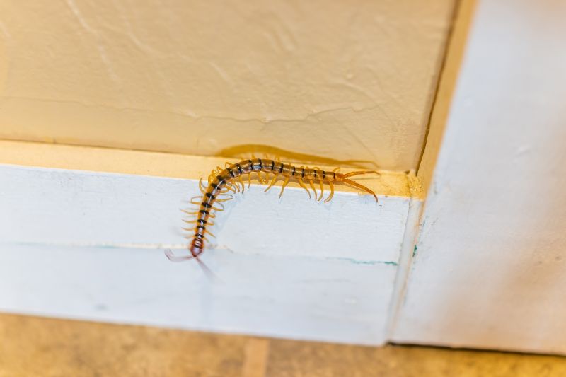 Centipede Removal detail