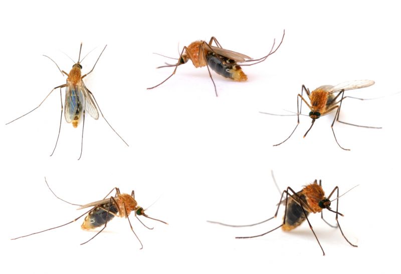 Preventing Insect Infestations In Warehouses And Industrial Buildings