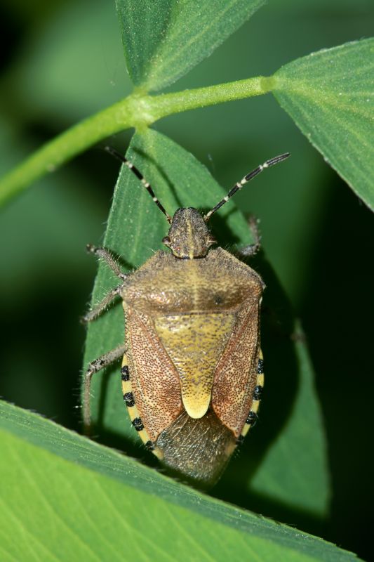 Seasonal Stinkbug Activity And When Control Is Most Effective