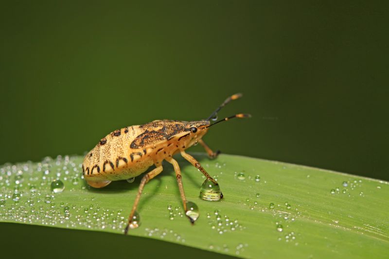 Seasonal Stinkbug Activity And When Control Is Most Effective