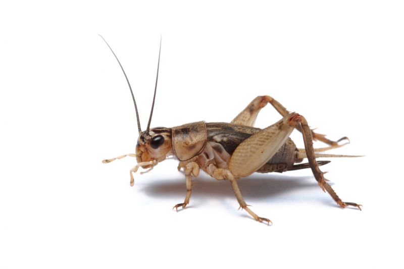 Why Crickets Invade Homes And How To Stop Them