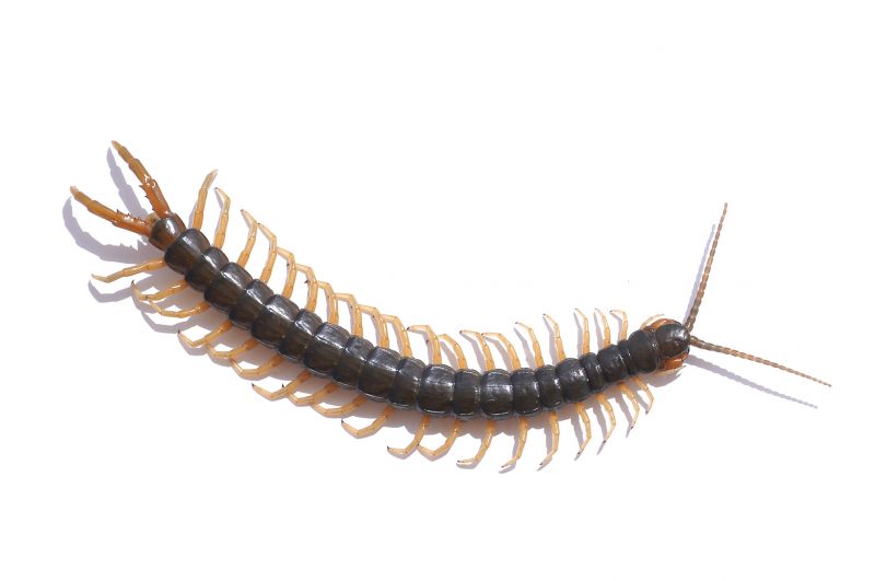 Insect Control Service